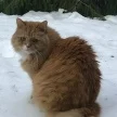 Валерий Гордин