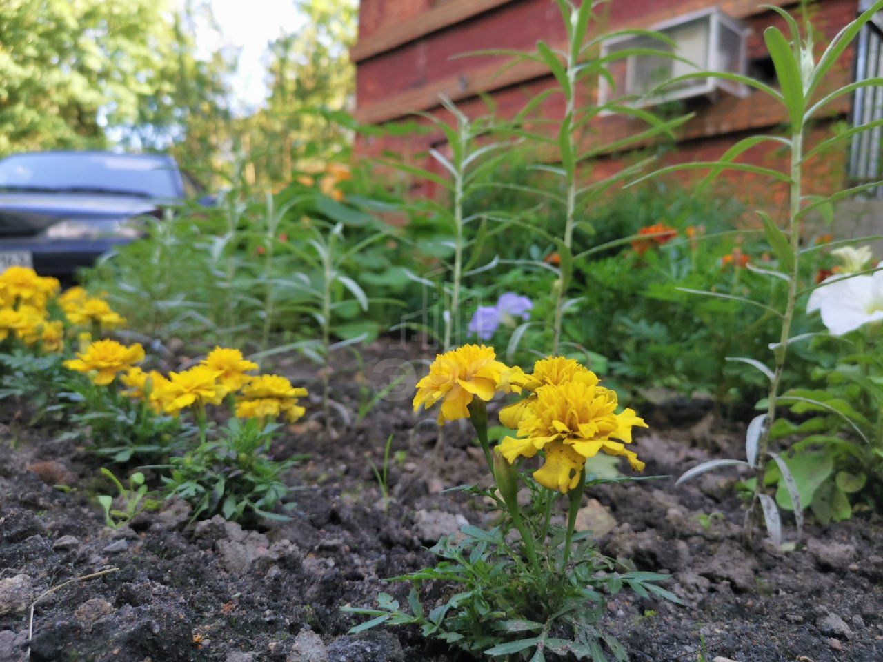 однокомнатная квартира в Санкт-Петербурге по адресу: Ленинградская ул., 75, литера а
