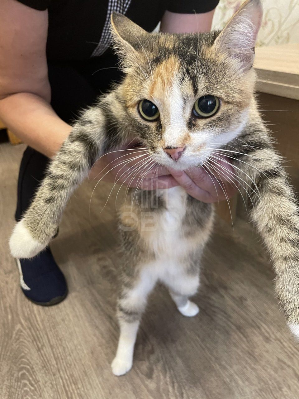 комната в Санкт-Петербурге по адресу: Дачный проспект, 8, к 4