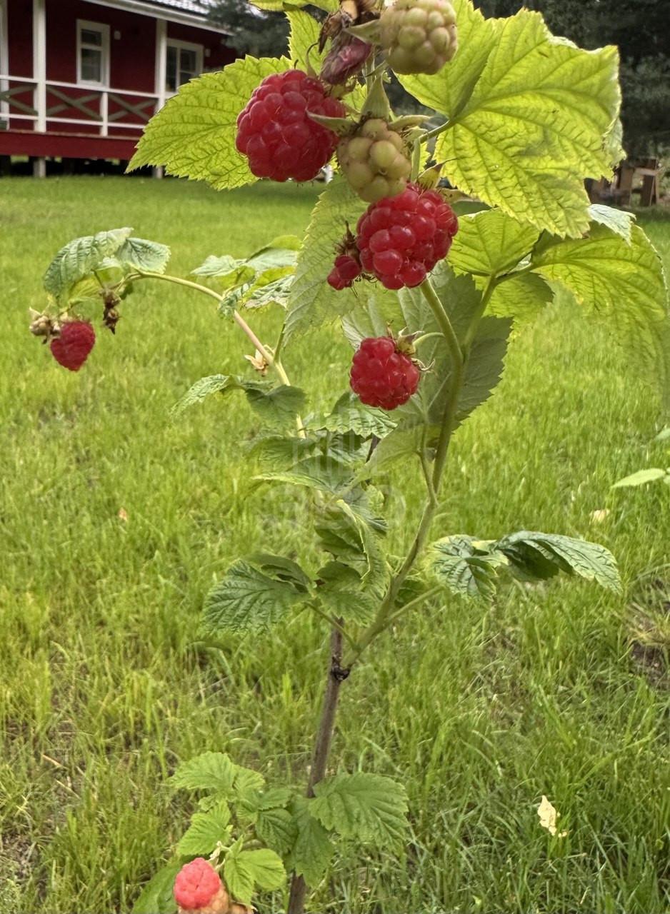 загородная недвижимость в Ленинградской области по адресу: Лосиный пер., 7