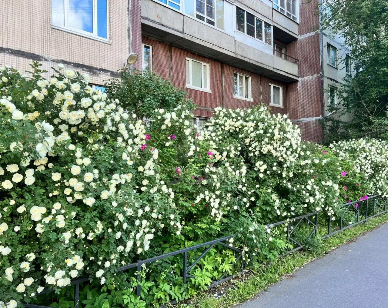 двухкомнатная квартира в Санкт-Петербурге по адресу: Королева проспект, 48, к 1, литера А