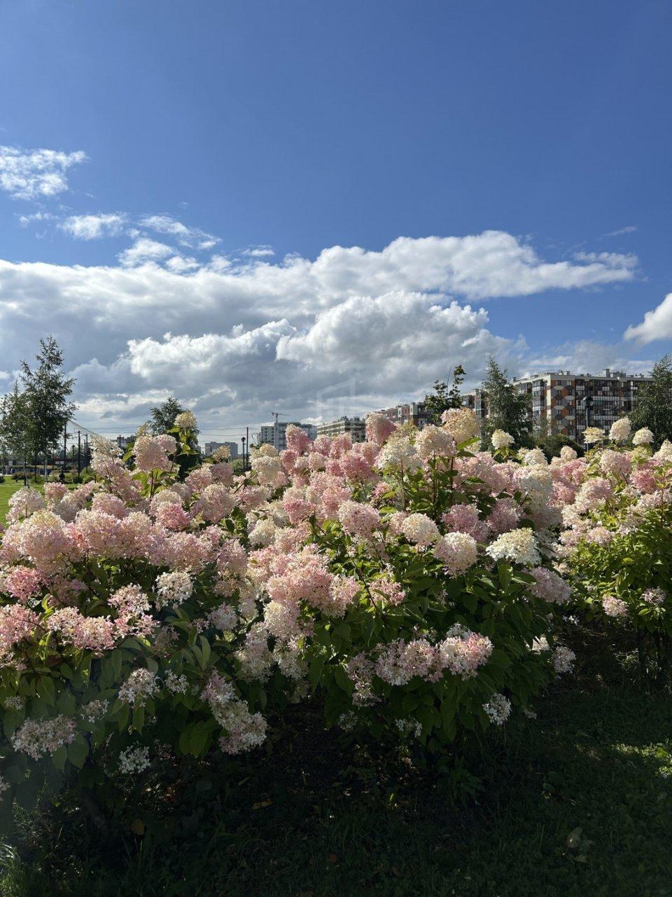 однокомнатная квартира в Санкт-Петербурге по адресу: Австрийская ул., 4